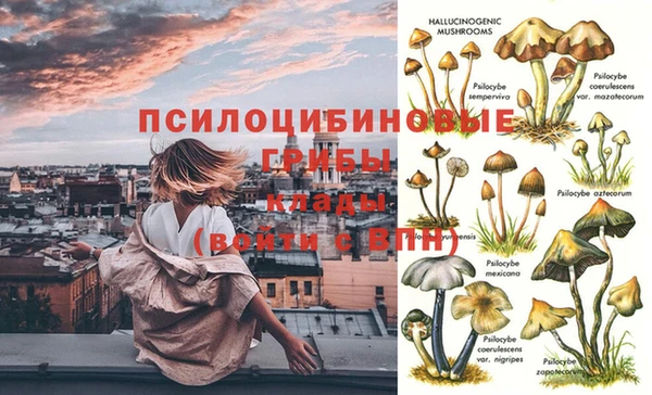 гашик Корсаков
